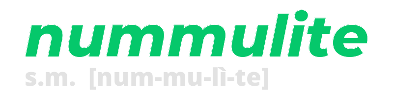 nummulite