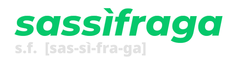 sassifraga