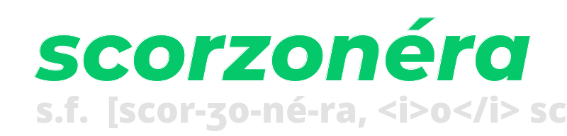 scorzonera