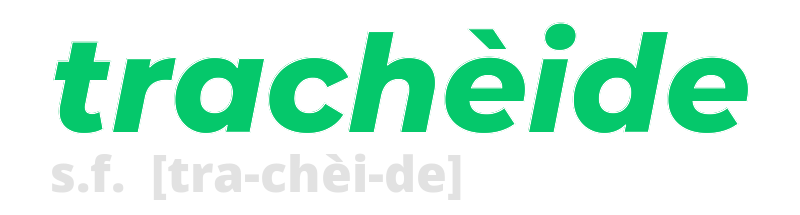 tracheide