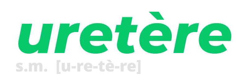 uretere