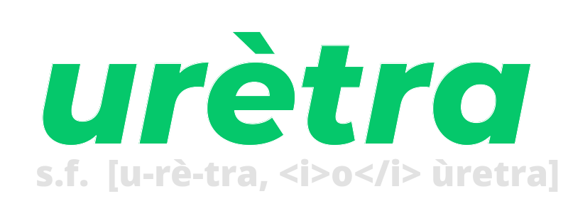 uretra